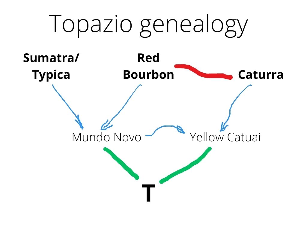 Topazio genealogy.jpg