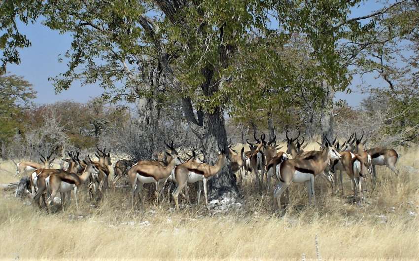 etosha .JPG